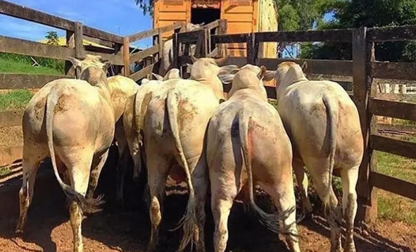 Abate de bovinos no Brasil pode ter atingido o “teto produtivo”, aponta Agrifatto